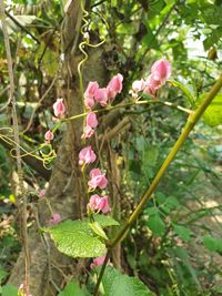 Close-up of pink flowering plant