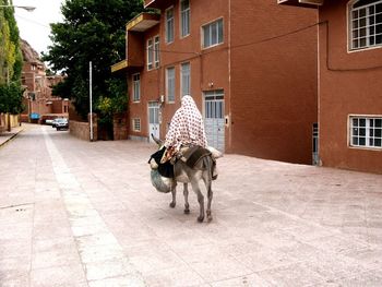 View of a dog standing in street