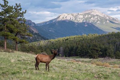 Deer on field against mountains