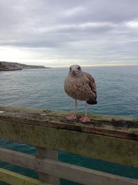 Close-up of bird perching on shore against sky