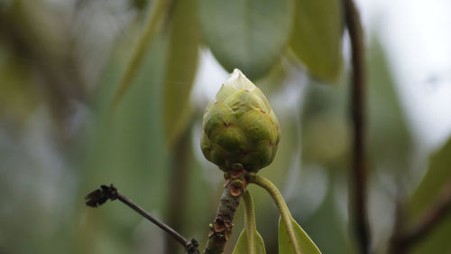 Close-up of fresh white flower buds on plant