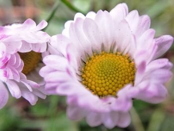 Close-up of pink flowers blooming outdoors