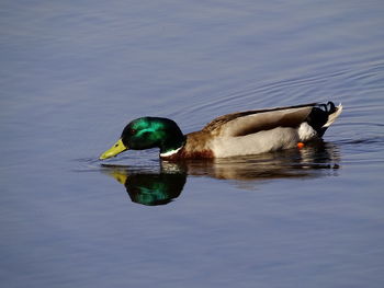 Duck swimming in lake