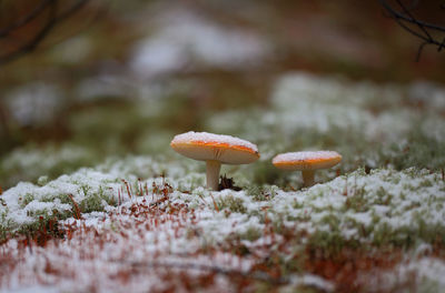 Close-up of frozen fly agaric mushroom growing on field during winter