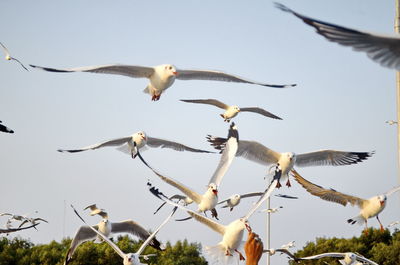 Low angle view of birds flying