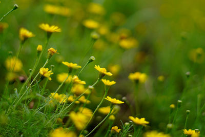 Close-up of yellow flowering plants on field