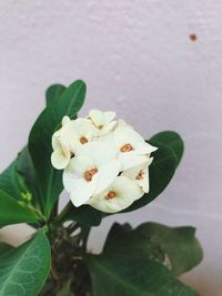 Close-up of white flower