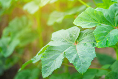 Close-up of fresh green leaves