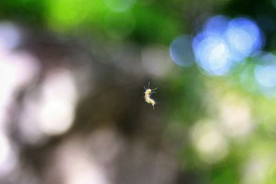 Close-up of plant growing outdoors