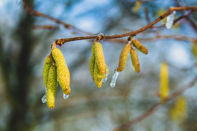 Close-up of plant hanging from branch