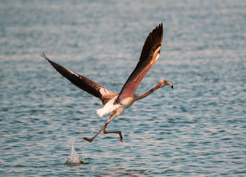 Bird flying over a water