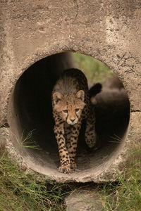 Cheetah cub by stone hole in forest