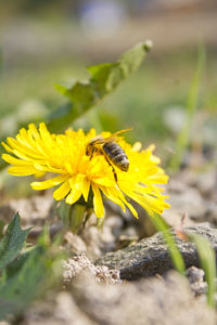 Close-up of insect on yellow flower