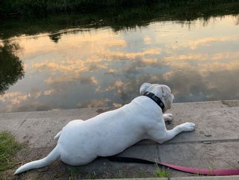 Dog relaxing on a lake