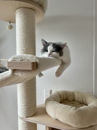 Little mimi is relaxing on the cat tree 