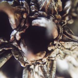 Close-up of dry flower