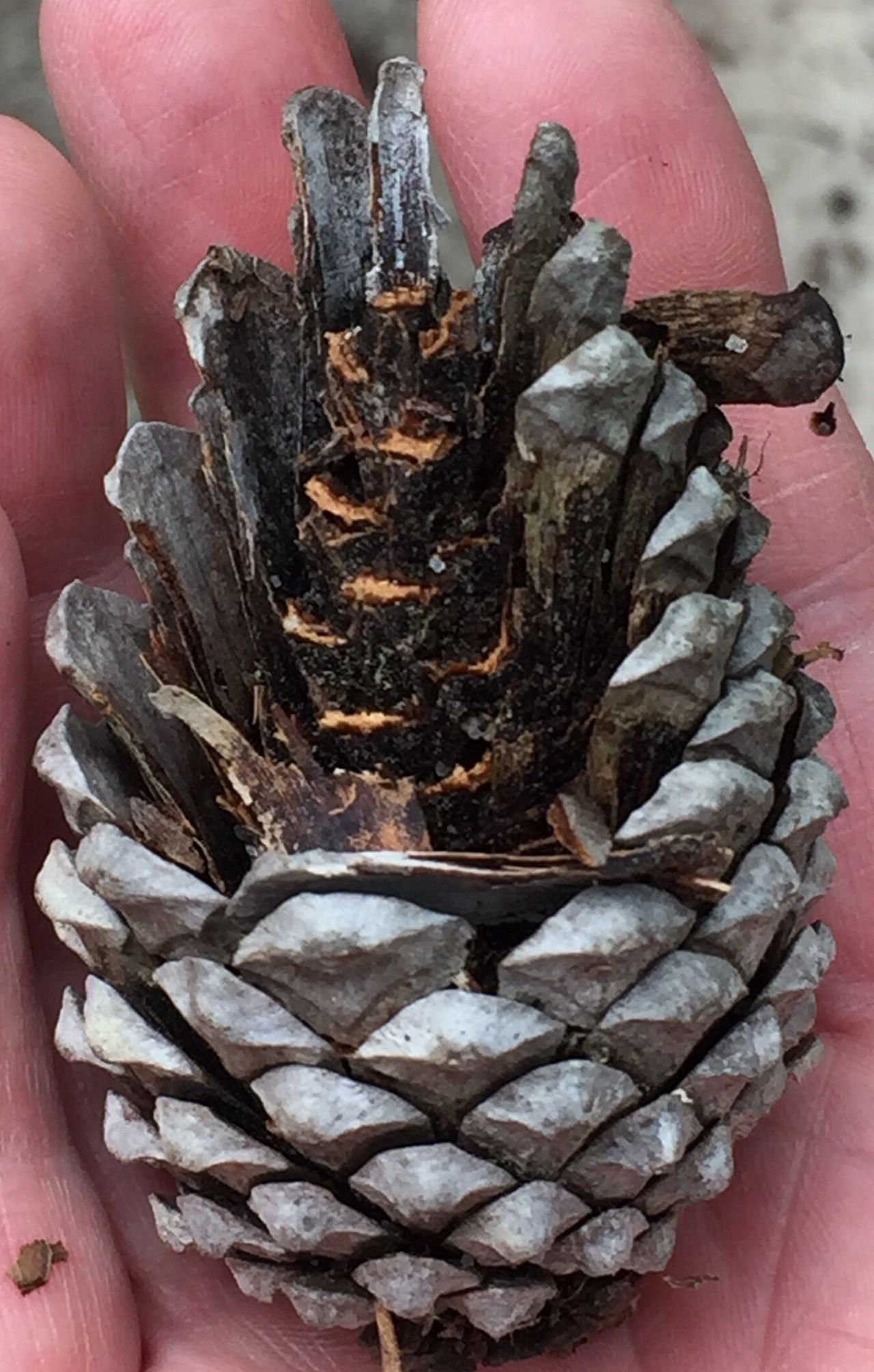 Pine cone in hand