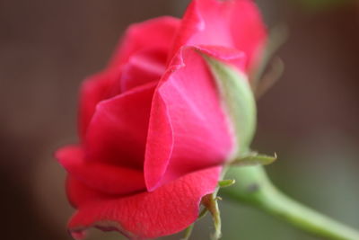 Close-up of pink flower blooming outdoors