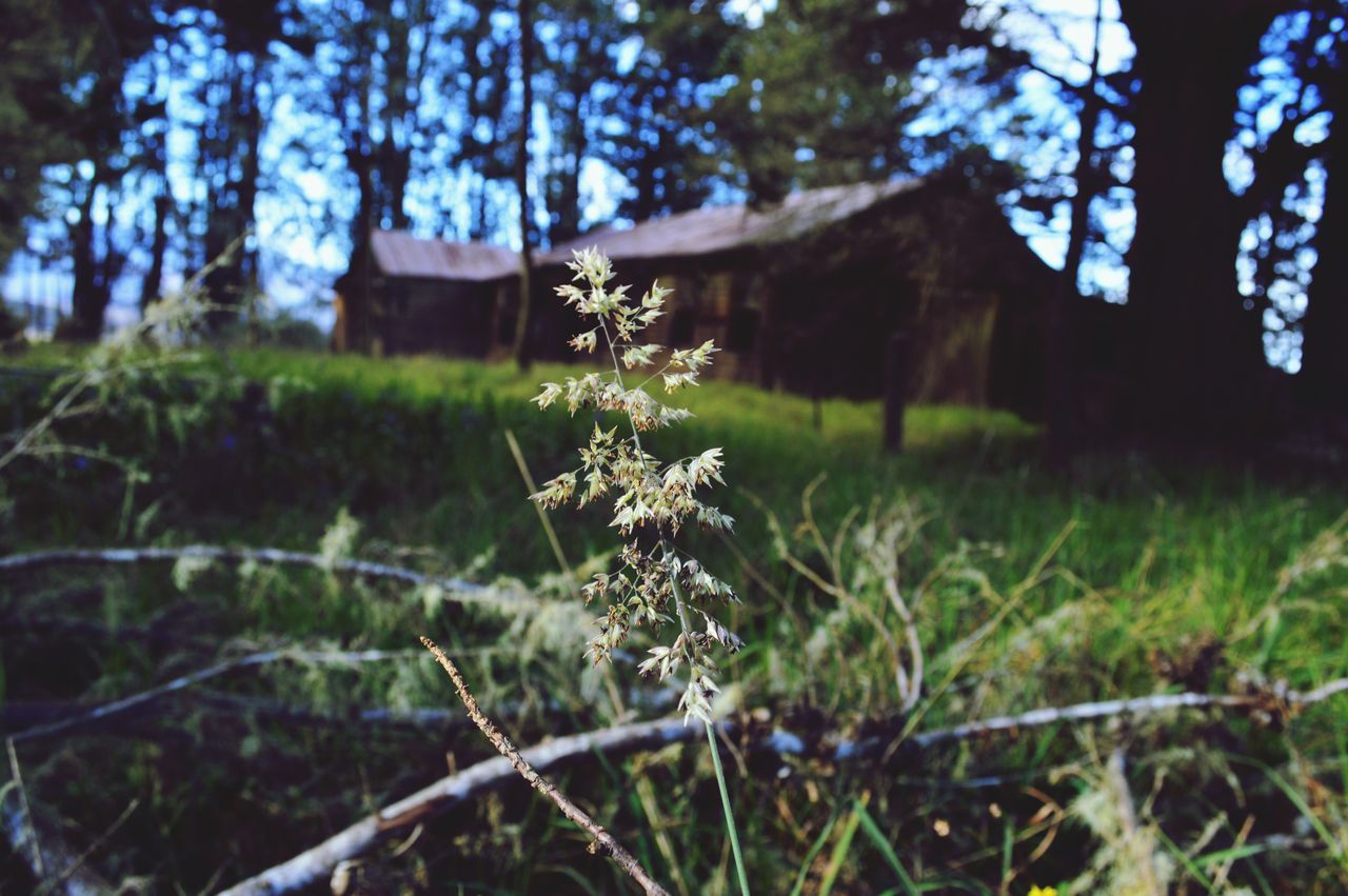 nature, growth, tree, tranquility, no people, beauty in nature, outdoors, day, close-up, grass