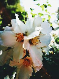 Close-up of white flowering plant