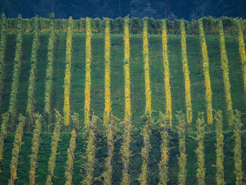 High angle view of fresh green field