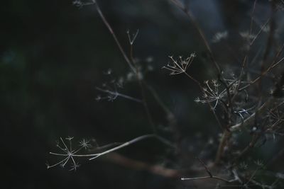 Close-up of plant