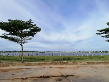 Trees on field against sky