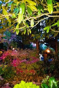 Close-up of multi colored flower tree