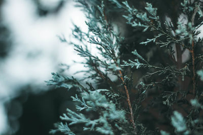 Close-up of pine tree during winter