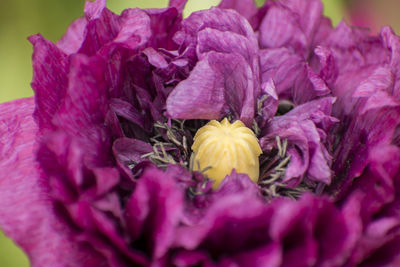 Close-up of fresh pink flowers in bloom