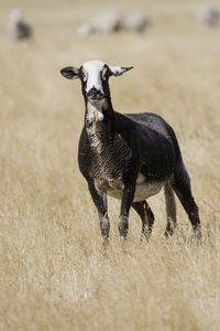 Sheep standing on field