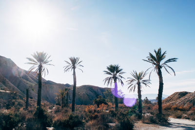 Palm trees on landscape against sky