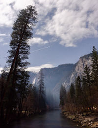 Scenic view of forest against sky