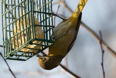 A female baltimore oriole at the suet feeder - rare for this time of year in brooklyn, ny.