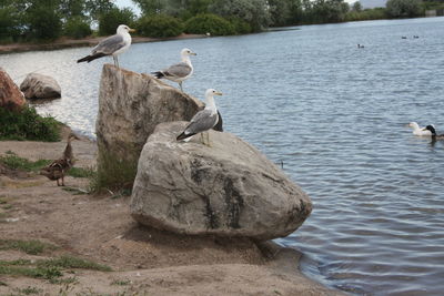 Birds in calm water