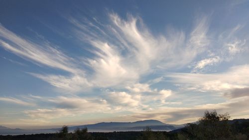 Low angle view of trees against sky during sunset