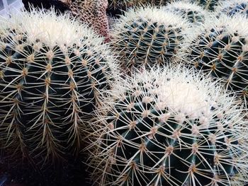 High angle view of cactus plants on field