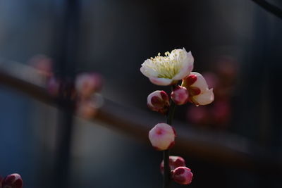 Close-up of pink flowers