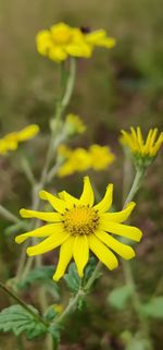 Close-up of yellow flowering plant on field