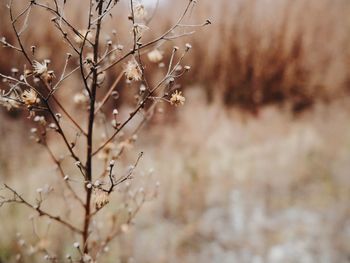 Close-up of wilted plant