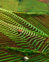 High angle view of agricultural field