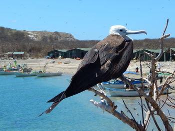 Bird perching on a boat in sea