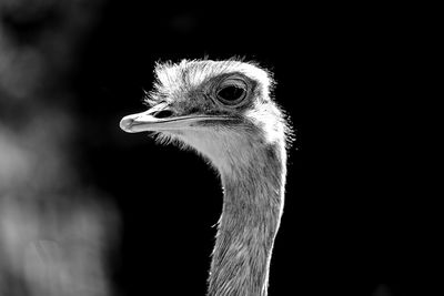 Close-up of a bird looking away