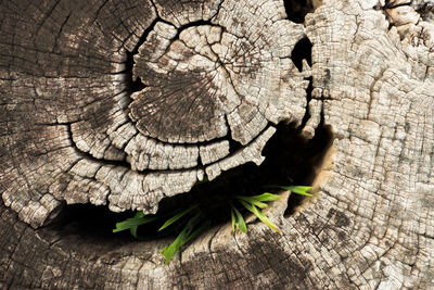 Close-up of tree stump in forest