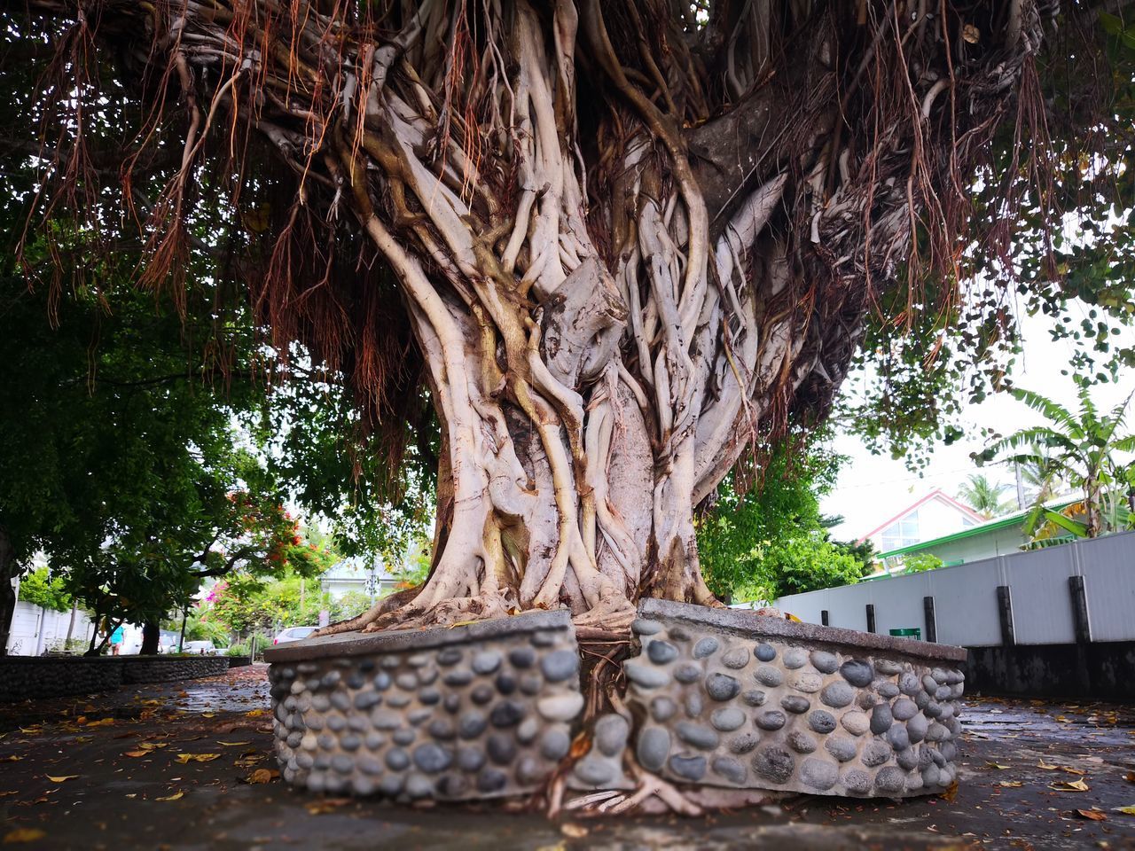 TREE TRUNK IN PARK