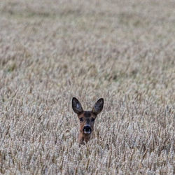 animal
