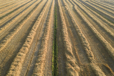 Aerial view of a field prepared for hay harvesting for winter use