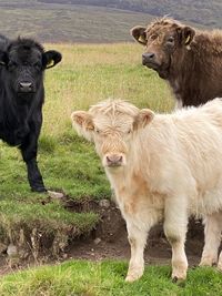 Sheep standing in a field