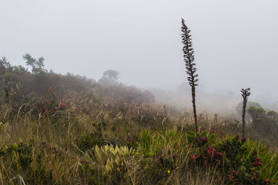 Plants growing on field