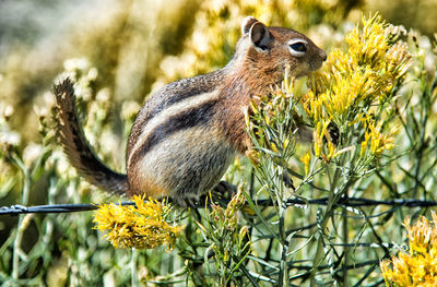 Close-up of squirrel on yellow flower